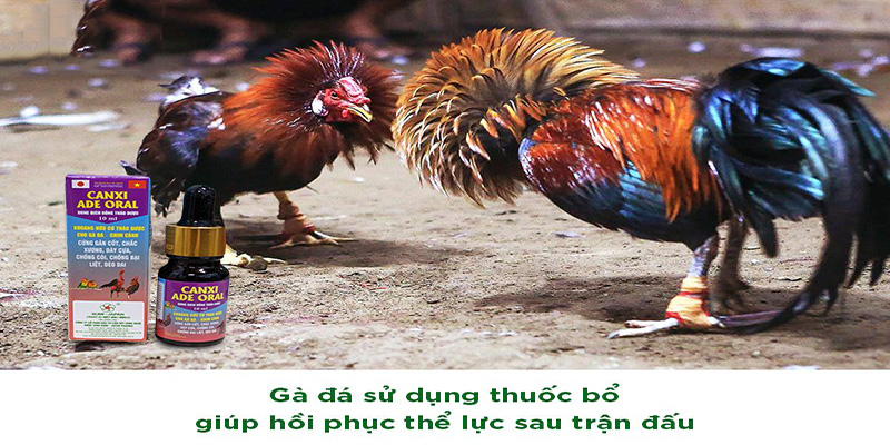 thuốc tăng bo cho gà đá